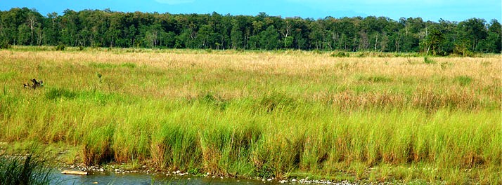 1771/The Riverwood Forest Retreats - Dooars 16.jpg